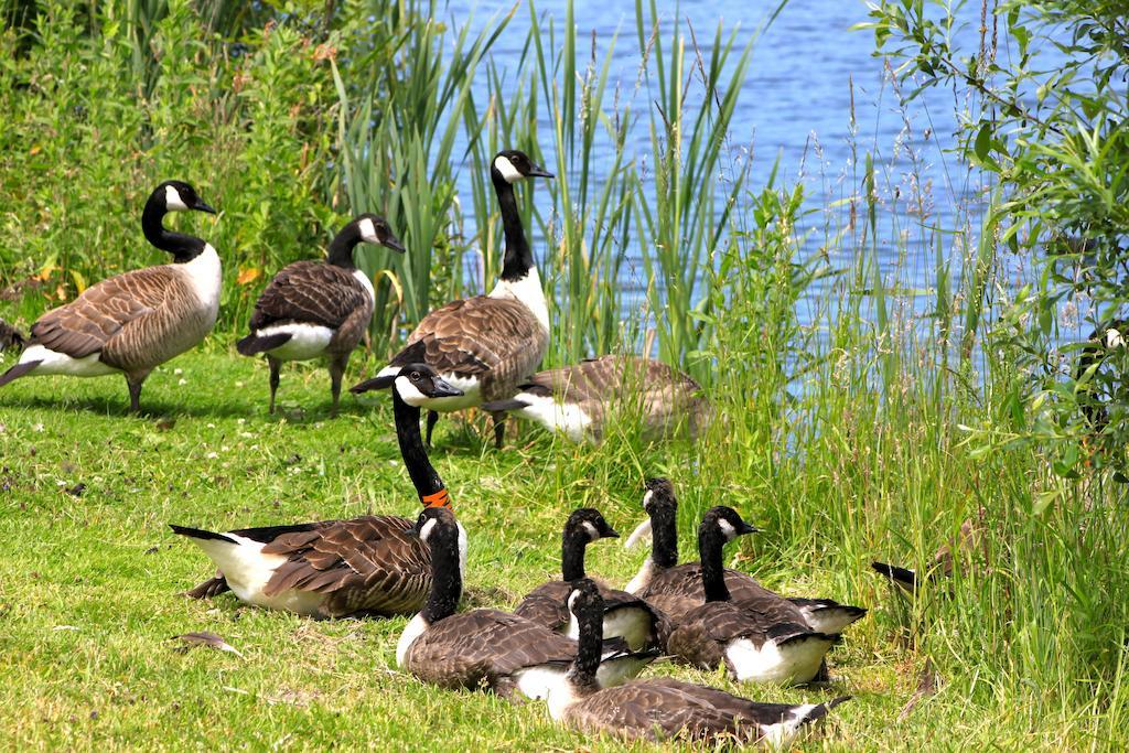 Lake Pochard Holiday Lodges South Cerney Oda fotoğraf
